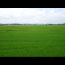 Reisfelder nach der langen Fahrt durch den sandigen Friedhof